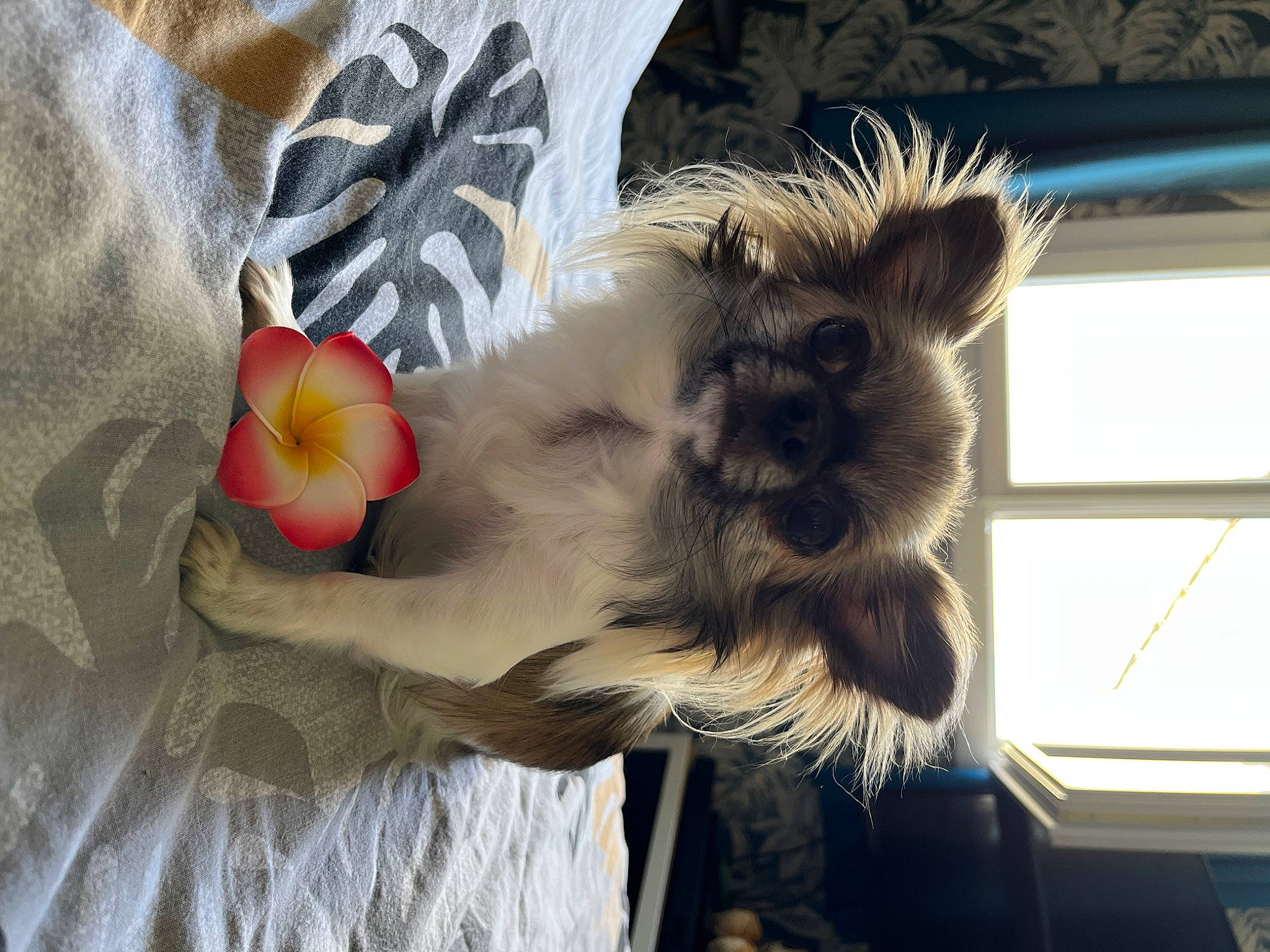 Ruby a rejoint le concours — aidez-le/la à gagner de superbes lots ! art, canidae, companion_dog, coquelicot, dog_breed, fashion_accessory, feather, flower, fur, petal, plant, tail, toy_dog, whiskers, window, wing