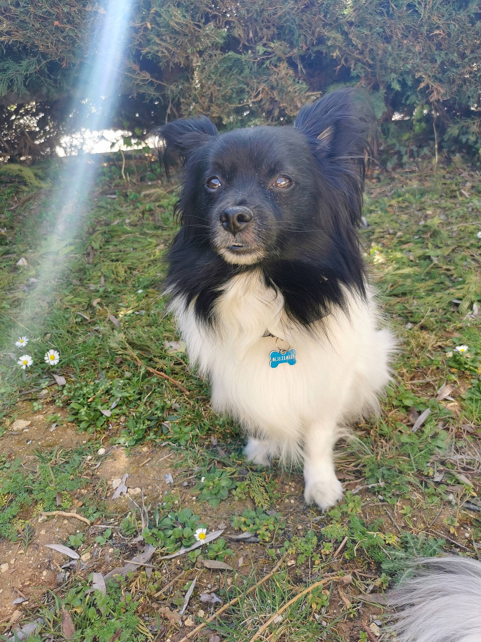 Iceo a rejoint le concours — aidez-le/la à gagner de superbes lots ! canidae, carnivore, collar, companion_dog, dog, dog_breed, dog_collar, dog_supply, fur, german_spitz_klein, german_spitz_mittel, grass, herding_dog, plant, snout, sporting_group, water, whiskers, working_animal, working_dog