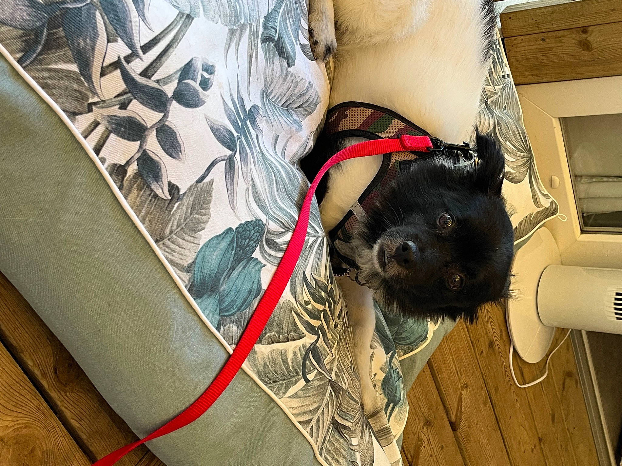 Iceo a rejoint le concours — aidez-le/la à gagner de superbes lots ! abdomen, barechested, carnivore, chest, comfort, companion_dog, dog, dog_breed, elbow, fashion_accessory, fawn, human_leg, knee, leg, pattern, thigh, trunk, waist, whiskers, wrist