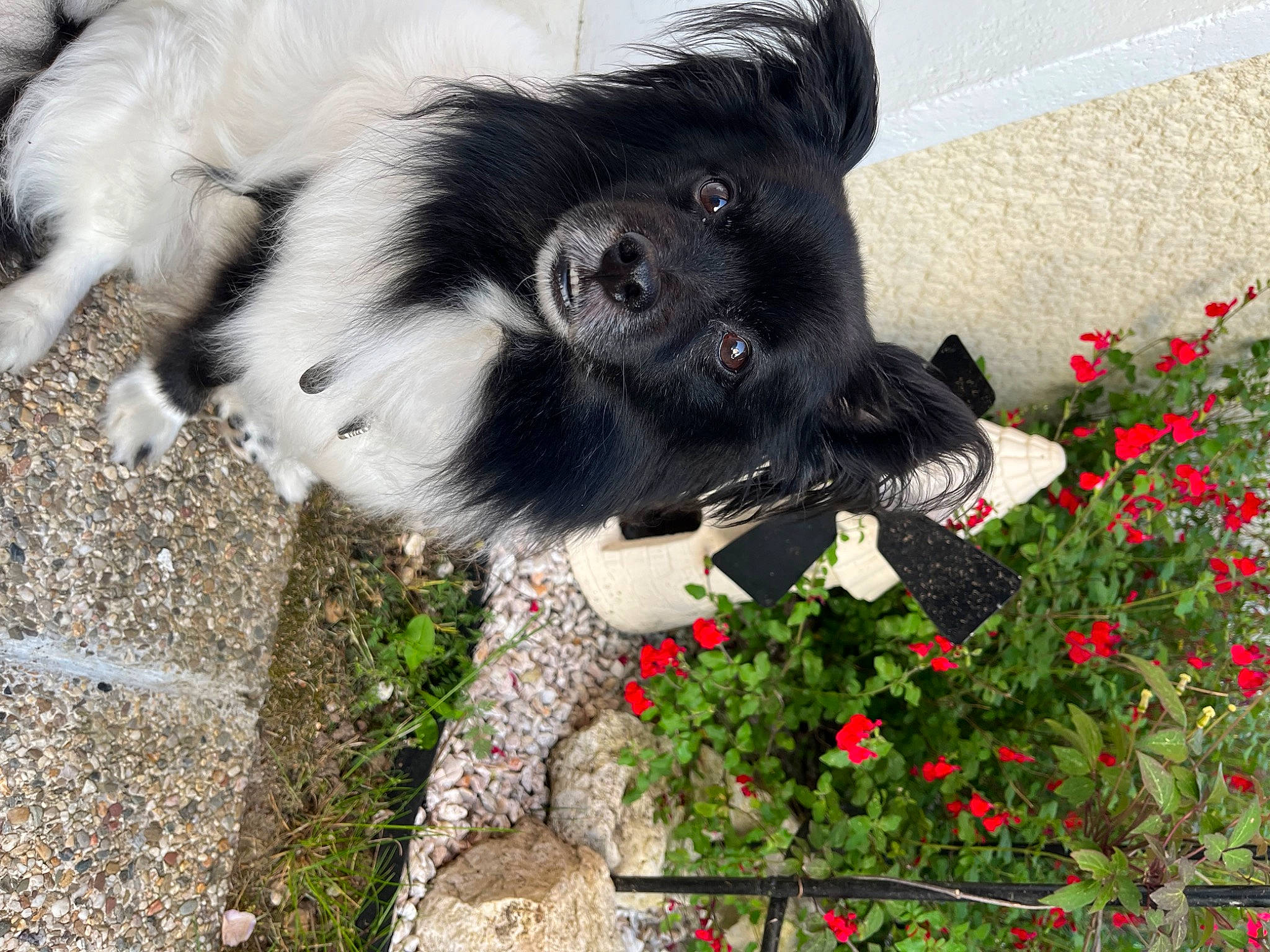 Iceo participe au concours pour gagner de l'argent avec cette photo : annual_plant, border_collie, canidae, carmine, carnivore, companion_dog, coquelicot, dog, dog_breed, flower, fur, german_spitz_klein, grass, herding_dog, petal, plant, shrub, sporting_group, tail, working_animal