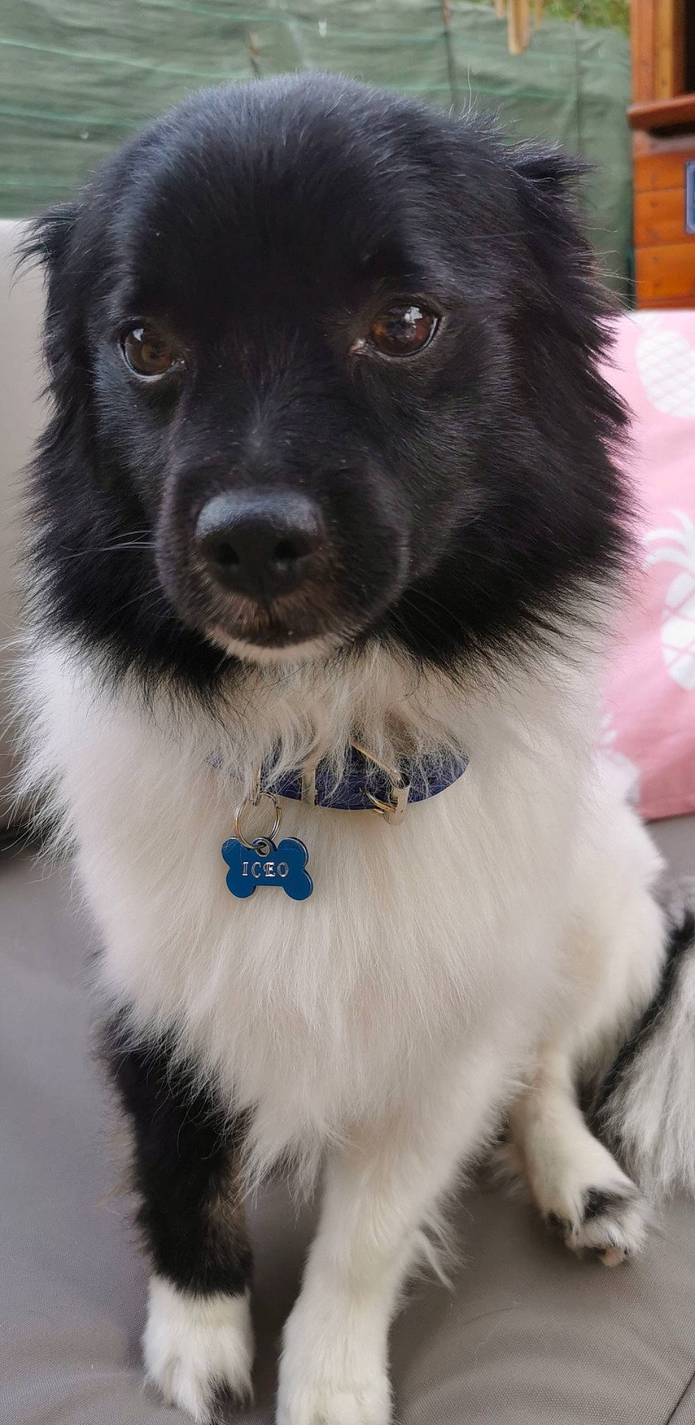 Iceo a rejoint le concours — aidez-le/la à gagner de superbes lots ! borador, border_collie, canidae, carnivore, collar, companion_dog, dog, dog_breed, dog_collar, electric_blue, fur, snout, sporting_group, whiskers, working_animal, working_dog