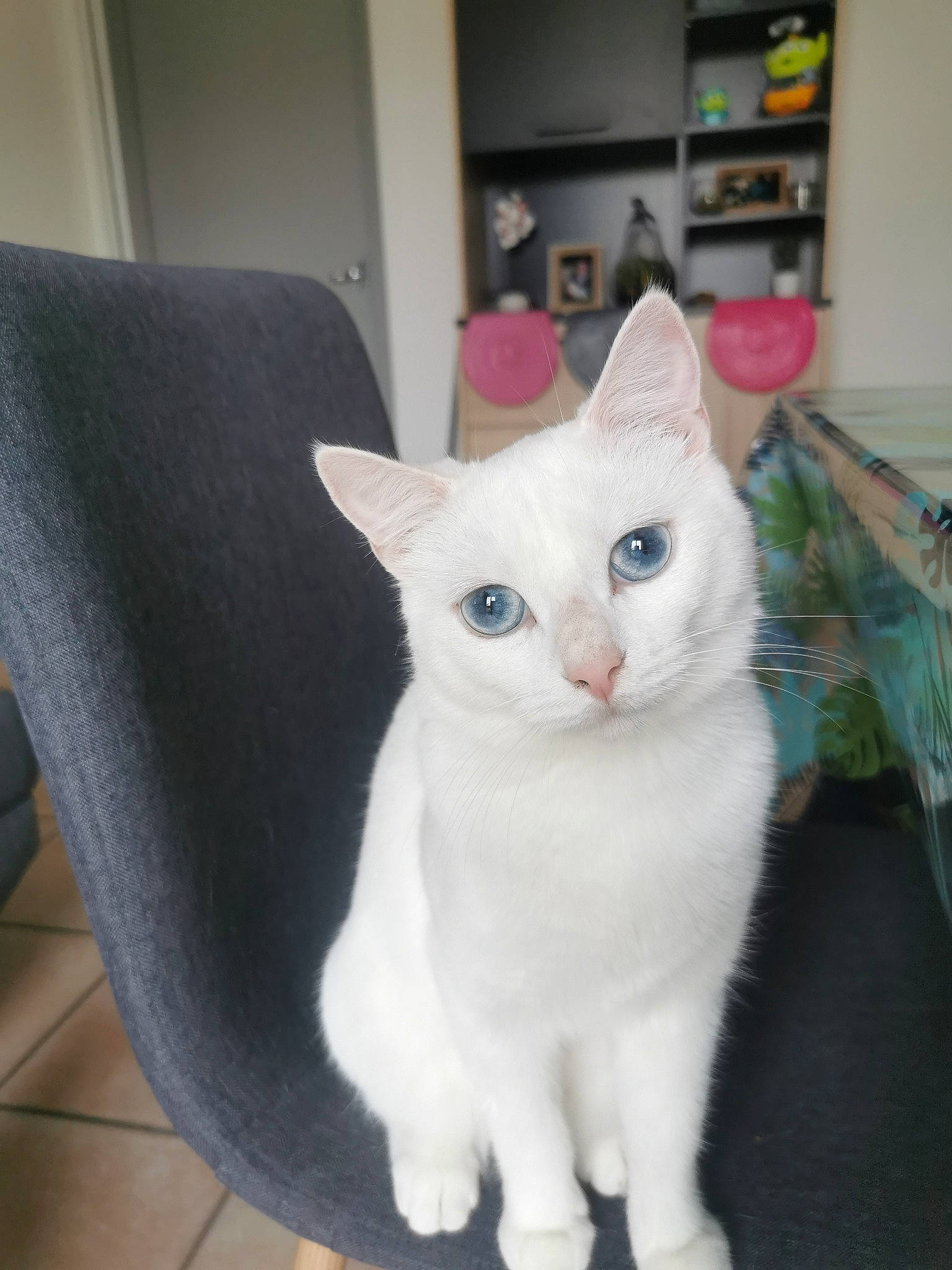 Perle a rejoint le concours — aidez-le/la à gagner de superbes lots ! aegean_cat, asian, burmilla, carnivore, cat, colorpoint_shorthair, domestic_short_haired_cat, european_shorthair, felidae, japanese_bobtail, javanese, khao_manee, kitten, mammal, small_to_medium_sized_cats, tail, turkish_angora, turkish_van, vertebrate, whiskers