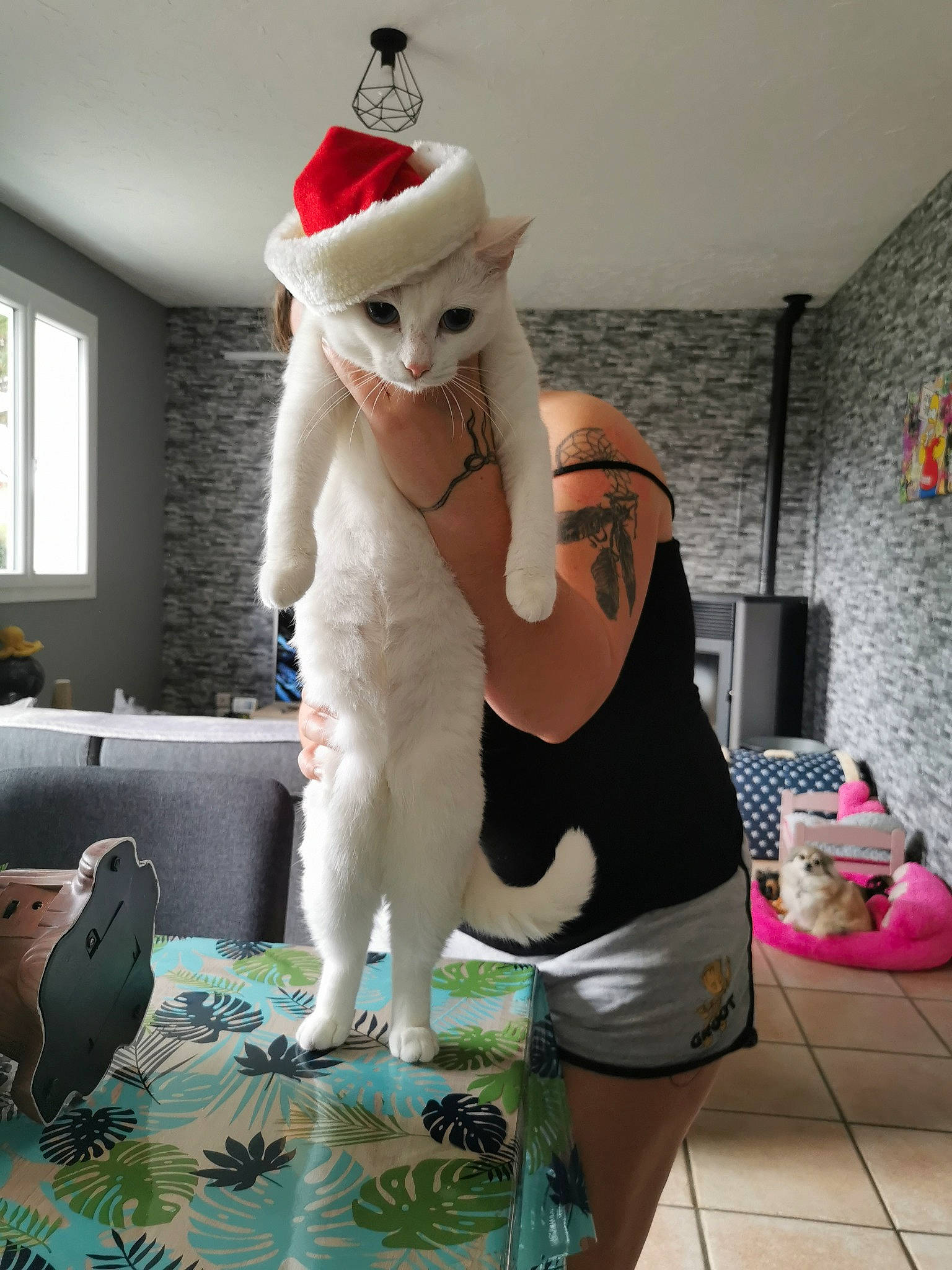 Perle participe au concours pour gagner de l'argent avec cette photo : cat, costume, felidae, fur, glasses, mascot, room, tail, whiskers