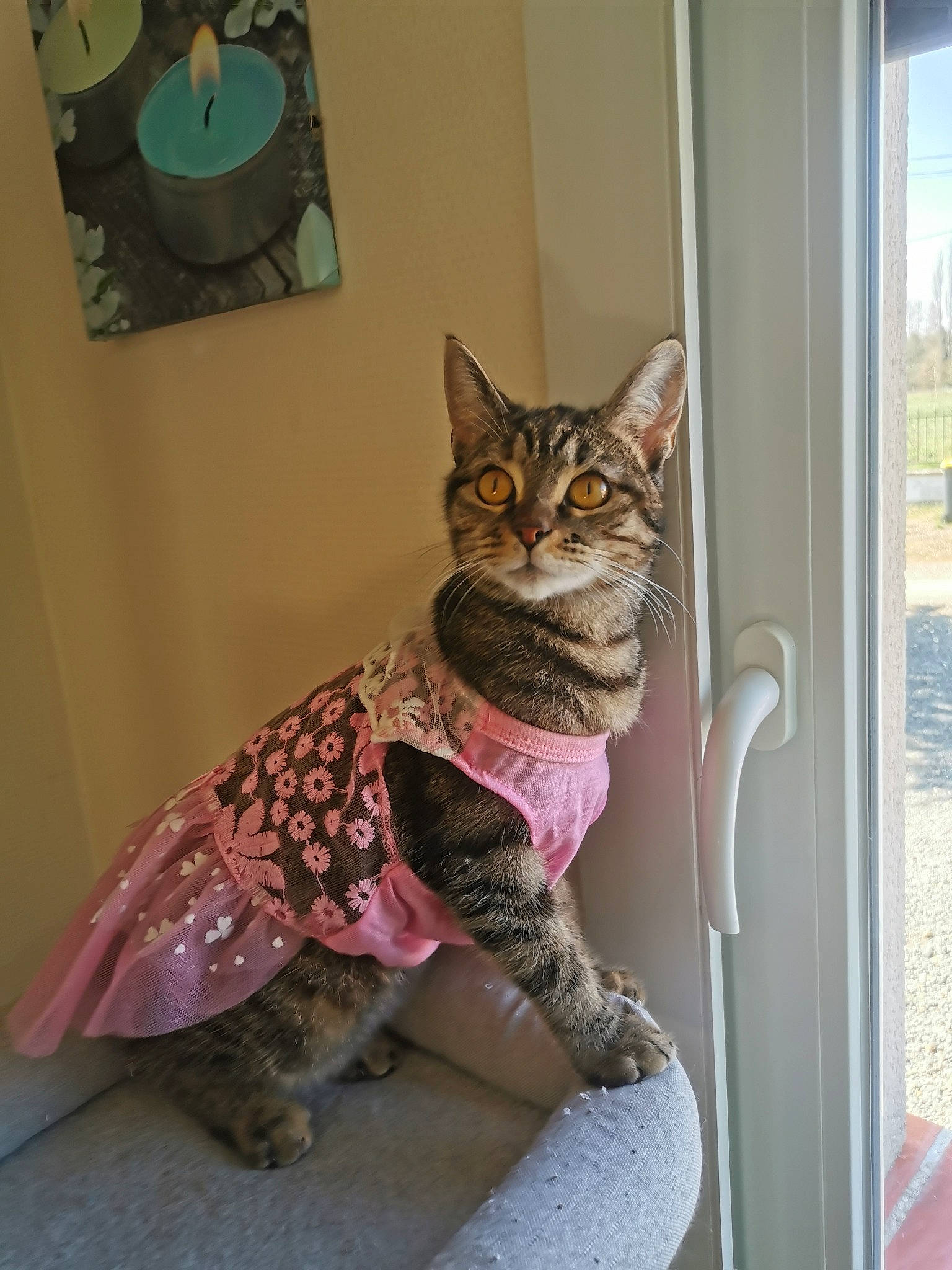 Plume participe au concours pour gagner de l'argent avec cette photo : american_shorthair, asian, california_spangled, carnivore, cat, chausie, domestic_short_haired_cat, dragon_li, egyptian_mau, european_shorthair, fawn, felidae, kitten, ocicat, pink, pixie_bob, savannah, small_to_medium_sized_cats, tabby_cat, whiskers