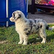 Vibes participe au concours pour gagner de l'argent avec cette photo : animal, arcticfox, canine, cat, collie, dog, eskimodog, fox, goldenretriever, grass, husky, kitfox, kitten, lawn, manx, pet, plant, puppy, soil, sphere