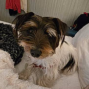 Phoenix joined the competition — help win amazing prizes! bed, black, blanket, brown, clothes, collar, cozy, curious, dog, fur, furniture, indoor, looking_at_camera, pet, pillow, room, scruffy, soft_lighting, textile, white