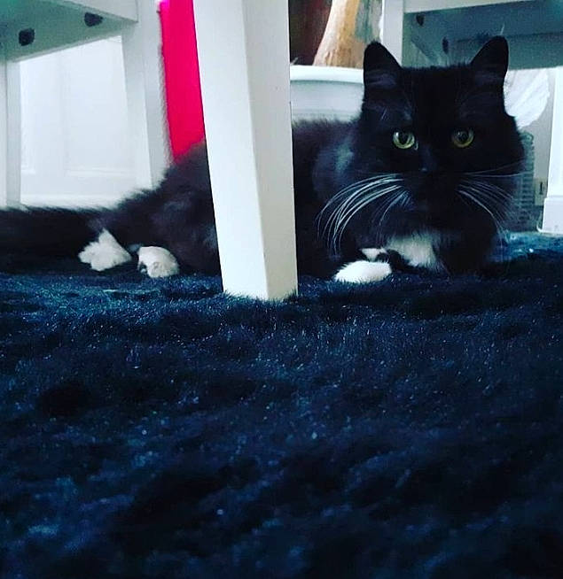 Papillon participe au concours pour gagner de l'argent avec cette photo : carnivore, cat, comfort, domestic_short_haired_cat, felidae, floor, flooring, fur, grass, grey, human_leg, mammal, road_surface, small_to_medium_sized_cats, tail, tints_and_shades, vertebrate, whiskers, window, wood