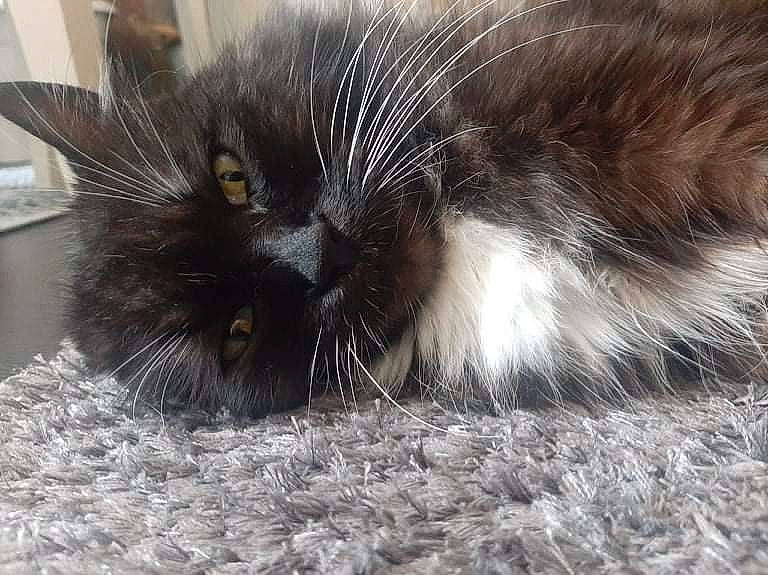 Papillon participe au concours pour gagner de l'argent avec cette photo : black_cat, carnivore, cat, claw, comfort, domestic_short_haired_cat, felidae, flooring, fur, grey, monochrome, monochrome_photography, nap, paw, sand, small_to_medium_sized_cats, snout, tail, terrestrial_animal, whiskers