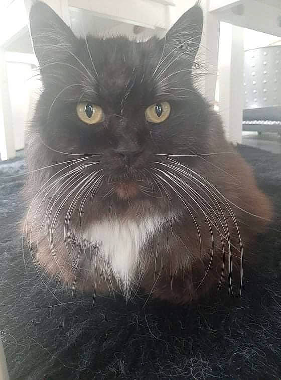 Papillon a rejoint le concours — aidez-le/la à gagner de superbes lots ! black_cat, carnivore, cat, claw, comfort, domestic_short_haired_cat, felidae, fur, grey, handwriting, monochrome, monochrome_photography, paw, sitting, small_to_medium_sized_cats, snout, tail, terrestrial_animal, whiskers, window