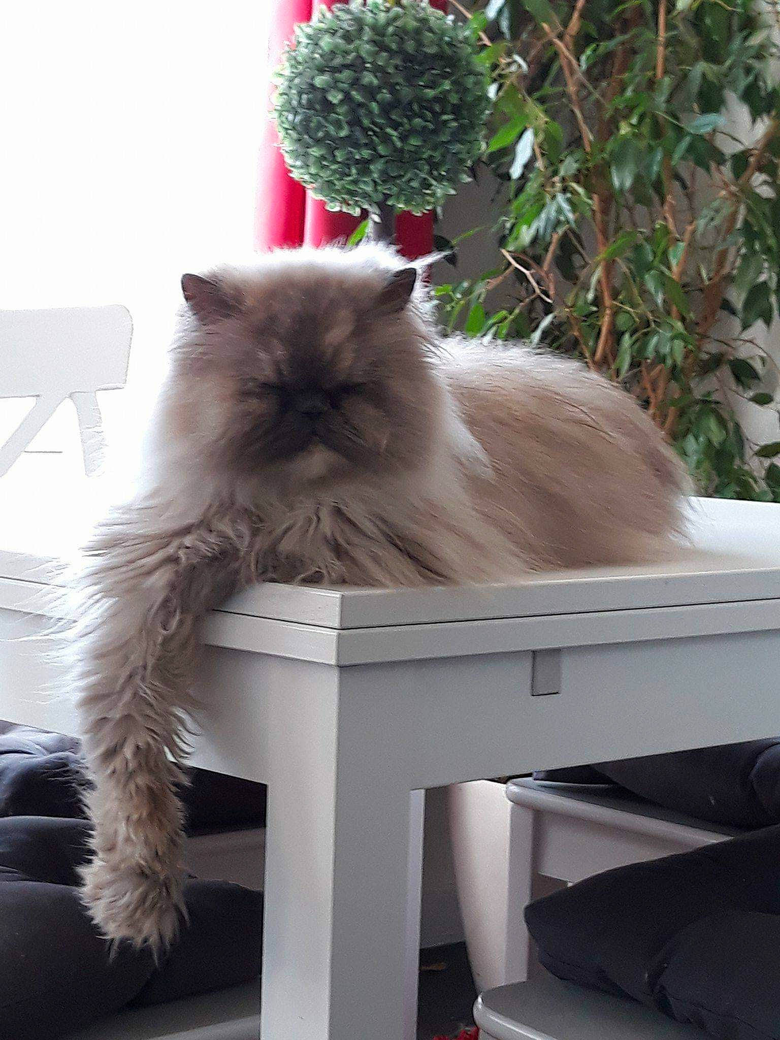 Plume participe au concours pour gagner de l'argent avec cette photo : bench, british_longhair, carnivore, cat, fawn, felidae, flowerpot, fur, grey, hardwood, mammal, outdoor_furniture, plant, sitting, small_to_medium_sized_cats, table, tail, vertebrate, whiskers, wood