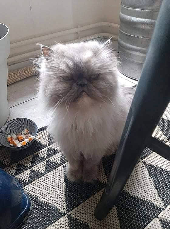 Plume a rejoint le concours — aidez-le/la à gagner de superbes lots ! british_longhair, canidae, carnivore, cat, companion_dog, fawn, felidae, floor, flooring, fur, hardwood, mammal, persian, ragdoll, serveware, small_to_medium_sized_cats, snout, tableware, tail, whiskers