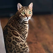 Pahko is registered to the contest to win money with this photo: alert, animal, background_blur, cat, close_up, cute, domestic_cat, feline, fur, green_eyes, indoor, looking_away, mammal, pet, portrait, sitting, soft_light, spotted_cat, tabby, whiskers