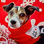 Hermes participe au concours pour gagner de l'argent avec cette photo : dog, pet, animal, sweater, red, white, holiday, christmas, snowflake, portrait, cute, cozy, warm, closeup, face, ears, fur, expression, background, festive