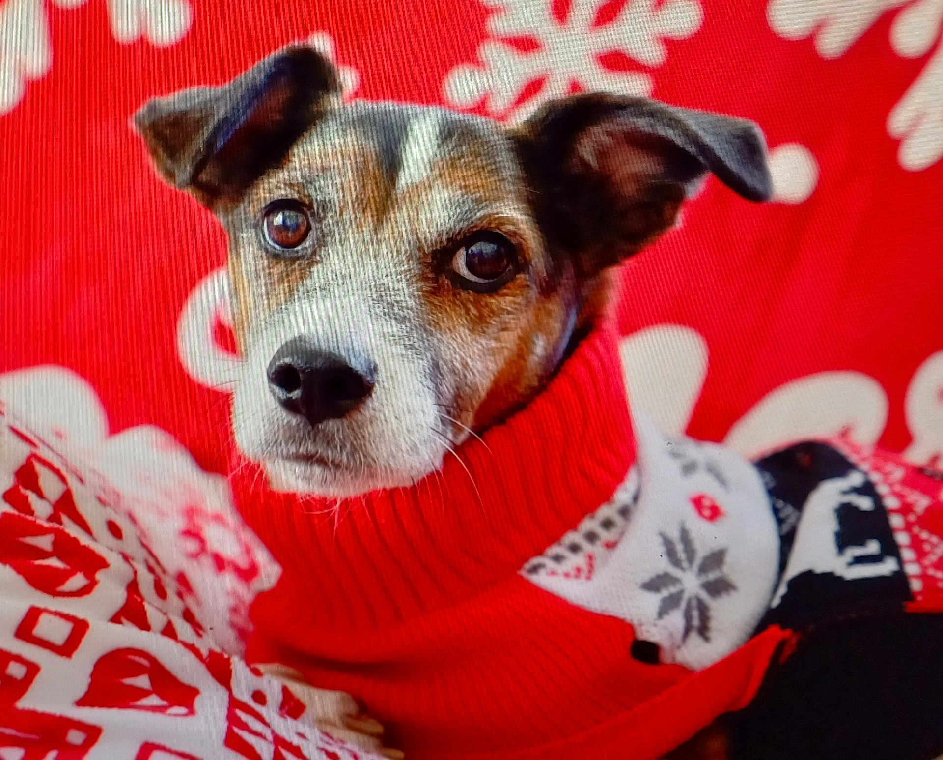 Hermes participe au concours pour gagner de l'argent avec cette photo : dog, pet, animal, sweater, red, white, holiday, christmas, snowflake, portrait, cute, cozy, warm, closeup, face, ears, fur, expression, background, festive