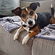 Hermes a rejoint le concours — aidez-le/la à gagner de superbes lots ! dog, couch, blanket, bow_tie, pet, indoor, cozy, fur, ears, face, paw, tail, looking, brown, white, black, relaxed, animal, cute, companion