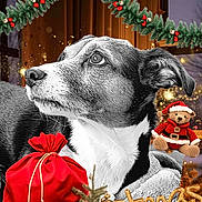 Hermes a rejoint le concours — aidez-le/la à gagner de superbes lots ! animal, black_and_white, blanket, christmas, close_up, cozy, cute, decorations, dog, festive, holiday, indoors, knitted_teddy_bear, pet, portrait, red_sack, santa_hat, seasonal, sparkles, winter