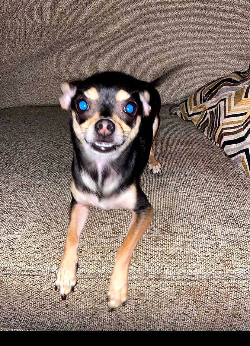 Pepper is registered to the contest to win money with this photo: canidae, carnivore, chihuahua, companion_dog, dog, dog_breed, dog_supply, eyewear, fawn, fur, puppy, snout, sporting_group, tail, terrestrial_animal, toy_dog, whiskers, working_animal