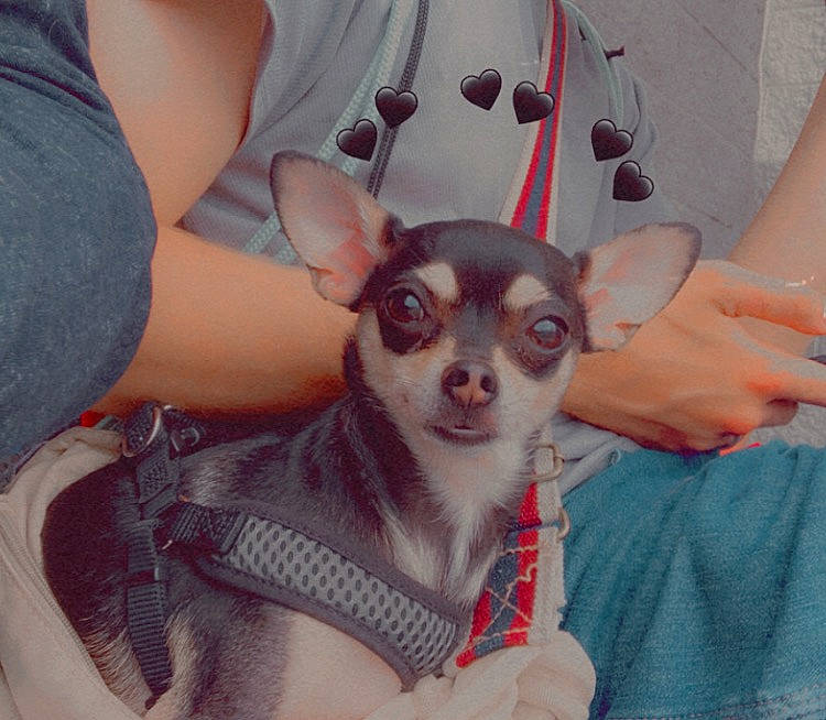 Pepper is registered to the contest to win money with this photo: carnivore, chihuahua, companion_dog, dog, dog_breed, ear, eye, eyelash, eyewear, fawn, finger, fur, hand, head, iris, pink, sleeve, snout, toy_dog, whiskers