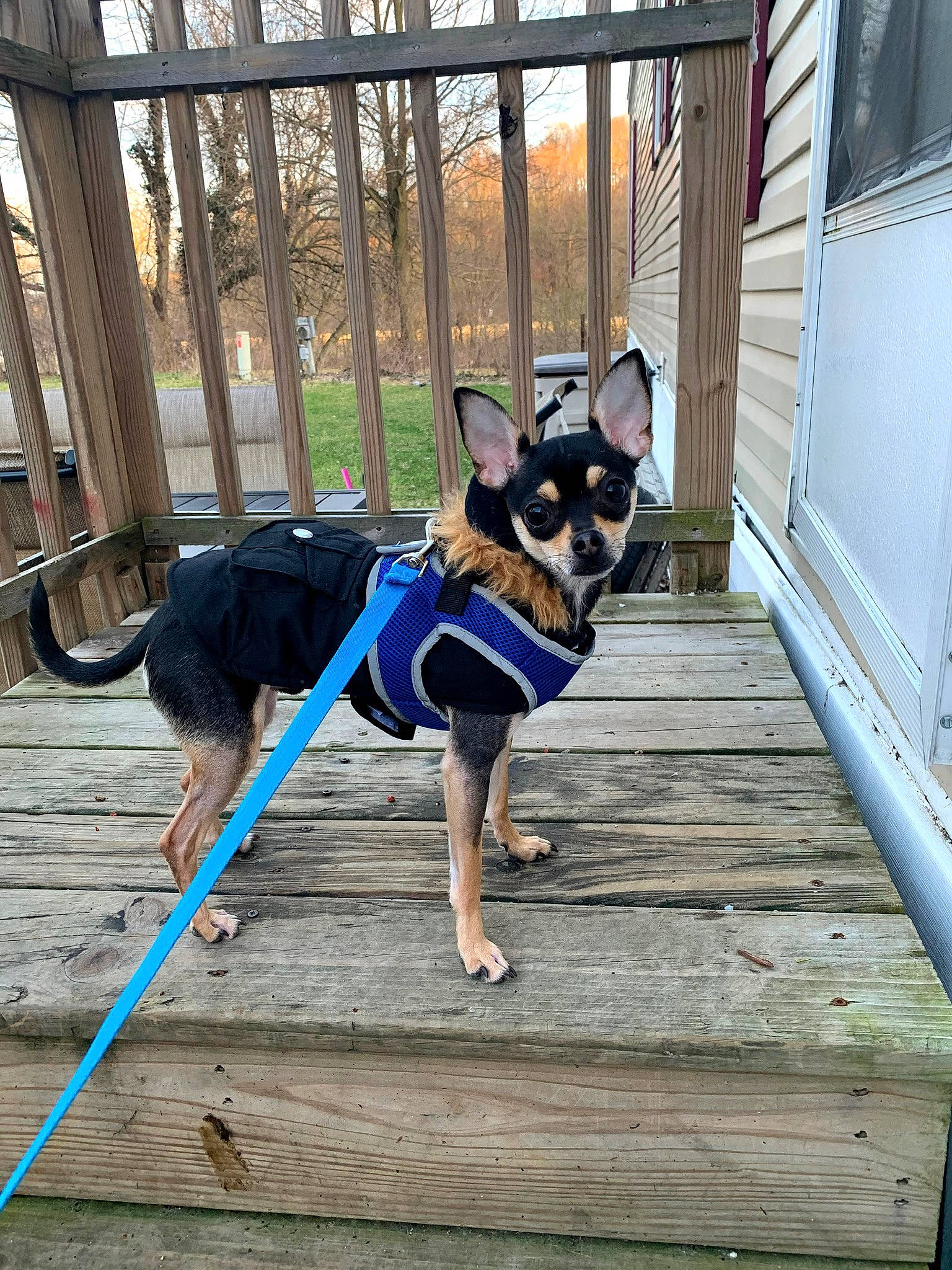 Pepper is registered to the contest to win money with this photo: boston_terrier, canidae, carnivore, collar, companion_dog, dog, dog_breed, dog_collar, dog_supply, electric_blue, fashion_accessory, fawn, fence, recreation, snout, sporting_group, tail, toy_dog, wood, working_animal