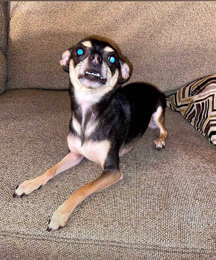 Pepper joined the competition — help win amazing prizes! canidae, carnivore, companion_dog, dog, dog_breed, dog_supply, fawn, flooring, foot, fur, non_sporting_group, paw, snout, sporting_group, tail, terrestrial_animal, toy_dog, working_animal, working_dog