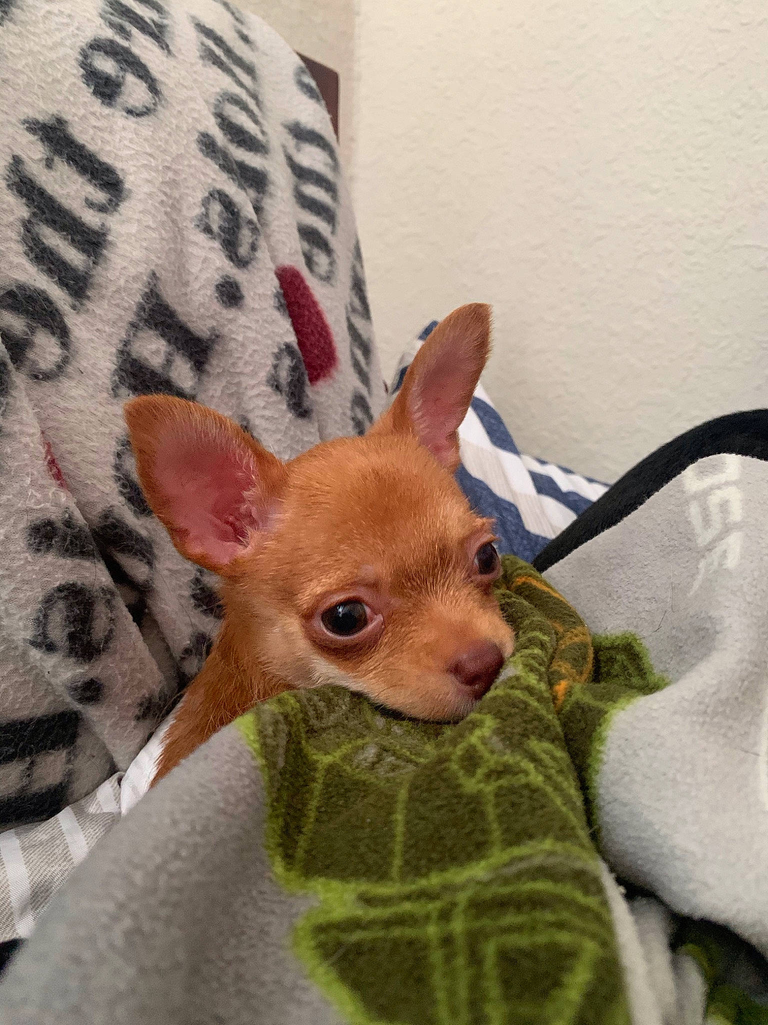 Beanie is registered to the contest to win money with this photo: comfort, dog_breed, ear, eyelash, fawn, fur, linens, pattern, peach, sleeve, snout, terrestrial_animal, textile, toy_dog, whiskers, working_animal