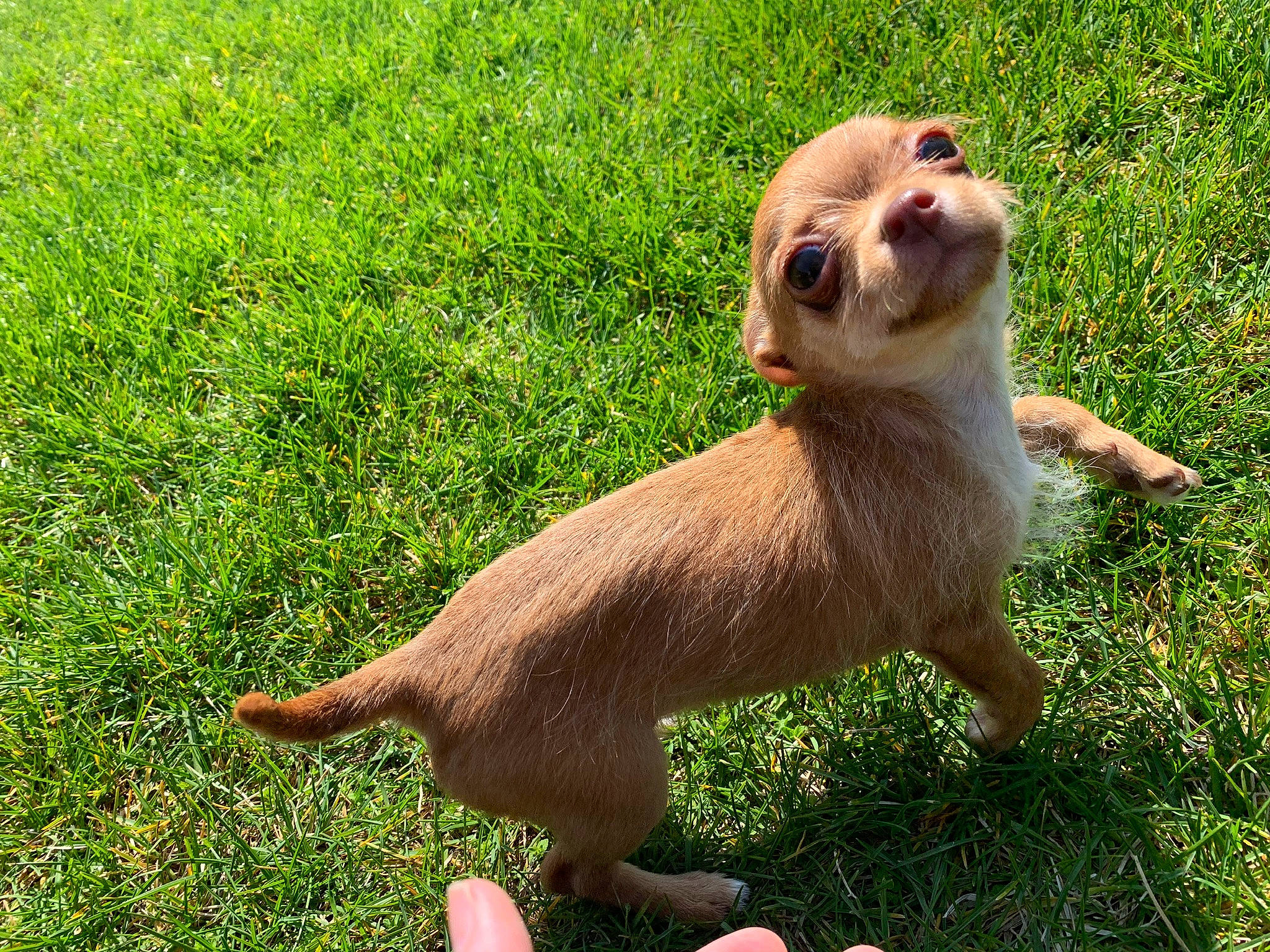 Beanie is registered to the contest to win money with this photo: canidae, carnivore, companion_dog, dog, dog_breed, fawn, fur, grass, grassland, groundcover, liver, paw, plant, snout, sporting_group, tail, terrestrial_animal, toy_dog, whiskers, wildlife