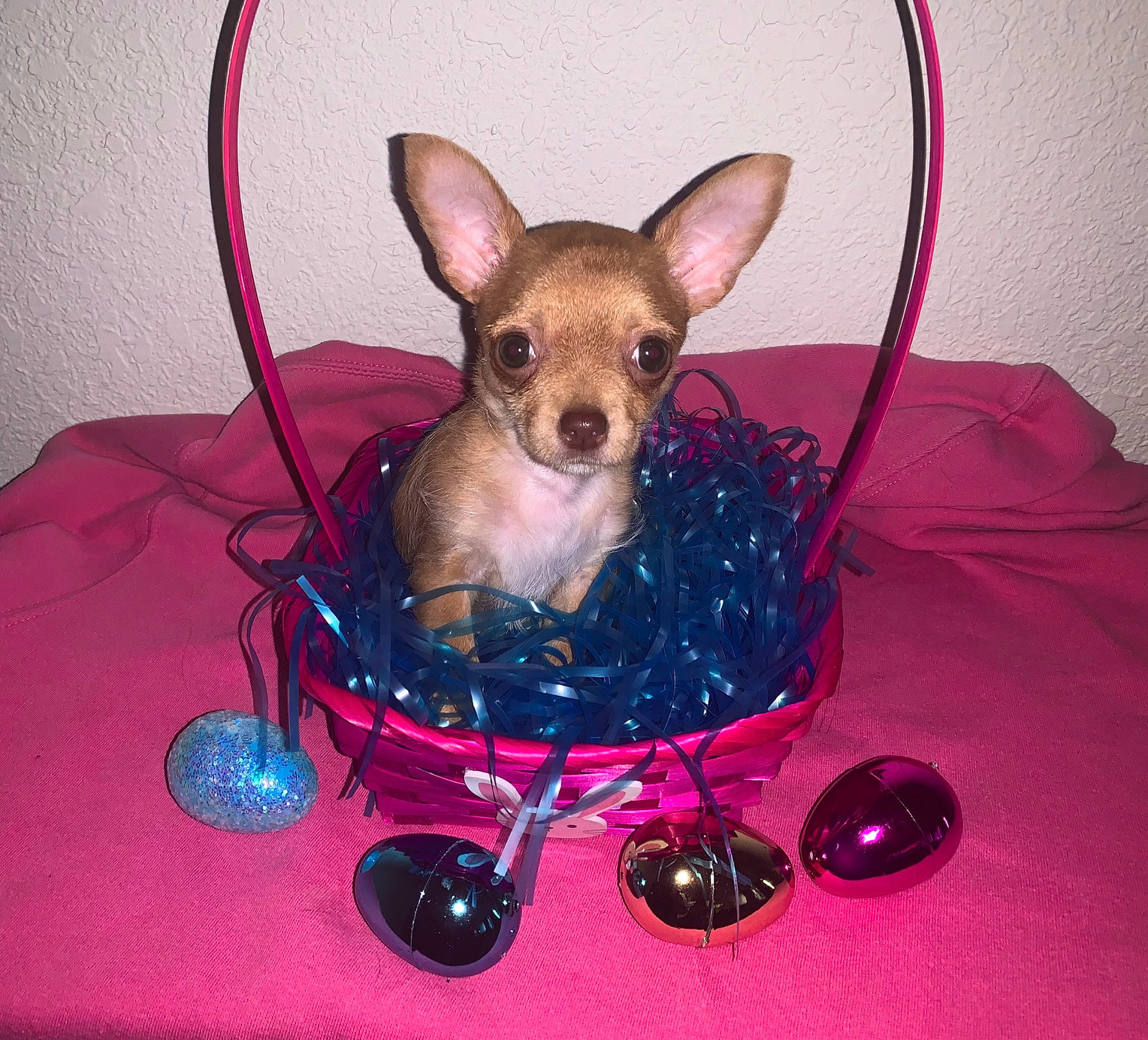 Beanie is registered to the contest to win money with this photo: canidae, carnivore, chihuahua, companion_dog, dog, dog_breed, dog_supply, ear, event, fashion_accessory, fawn, fur, magenta, pet_supply, pink, russkiy_toy, tableware, toy_dog, whiskers, working_animal
