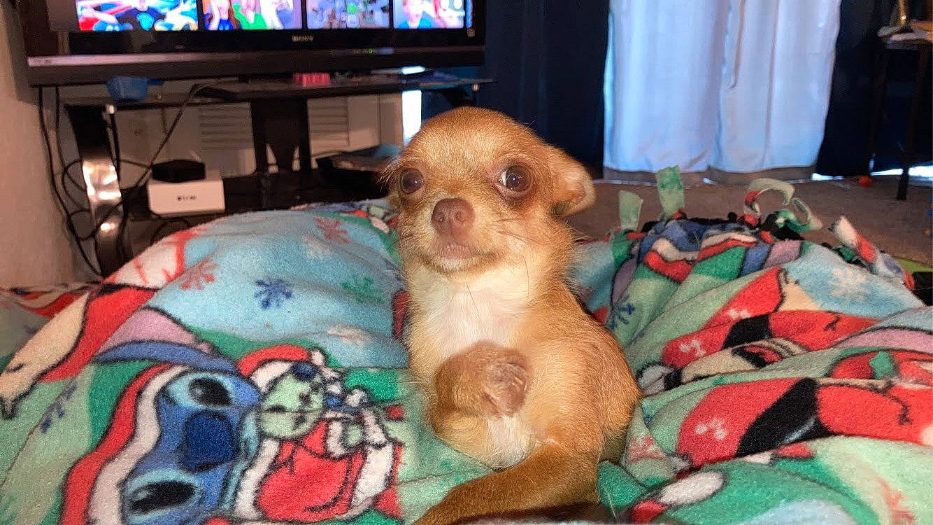 Beanie is registered to the contest to win money with this photo: cable_television, carnivore, chihuahua, comfort, companion_dog, dog, dog_breed, fawn, fur, gadget, home_appliance, linens, liver, snout, sporting_group, television, television_set, toy_dog, whiskers, working_animal