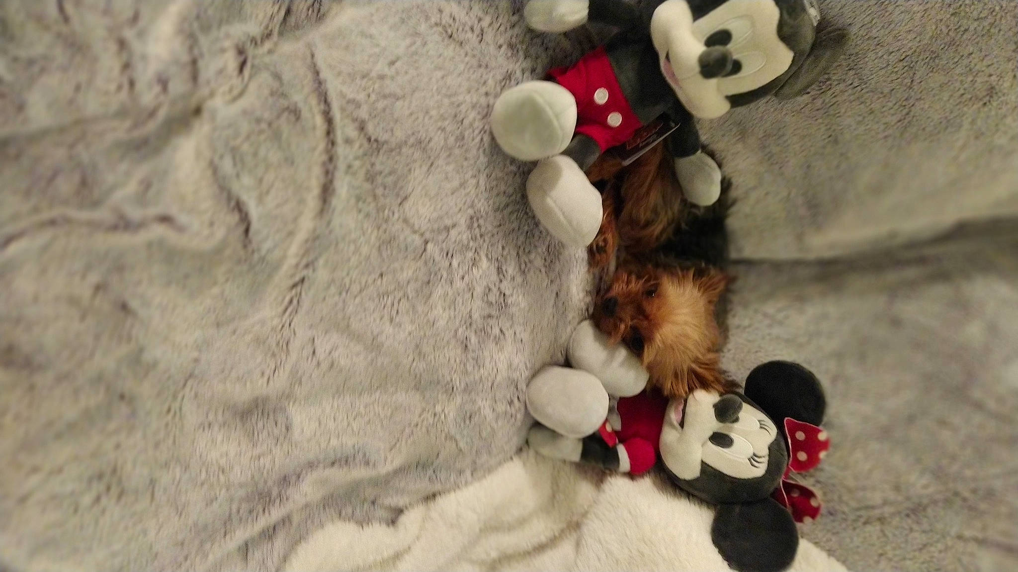 Madison a rejoint le concours — aidez-le/la à gagner de superbes lots ! carmine, companion_dog, dog_breed, fawn, felidae, foot, fur, hat, mammal, paw, plush, red, room, stuffed_toy, tail, teddy_bear, textile, toy, white, wood