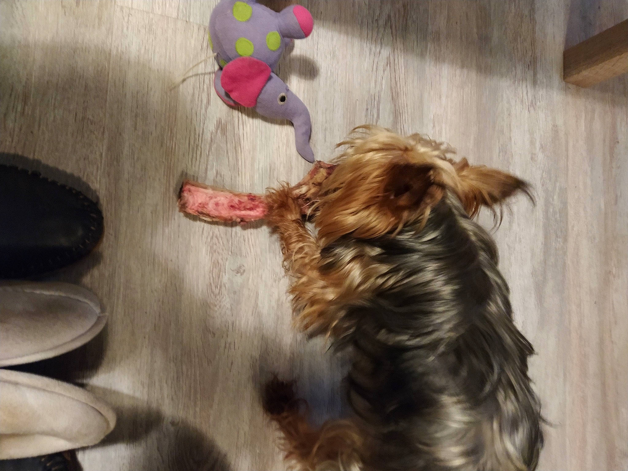 Madison participe au concours pour gagner de l'argent avec cette photo : australian_silky_terrier, canidae, carnivore, companion_dog, dog, dog_breed, ear, small_terrier, sporting_group, terrier, yorkshire_terrier