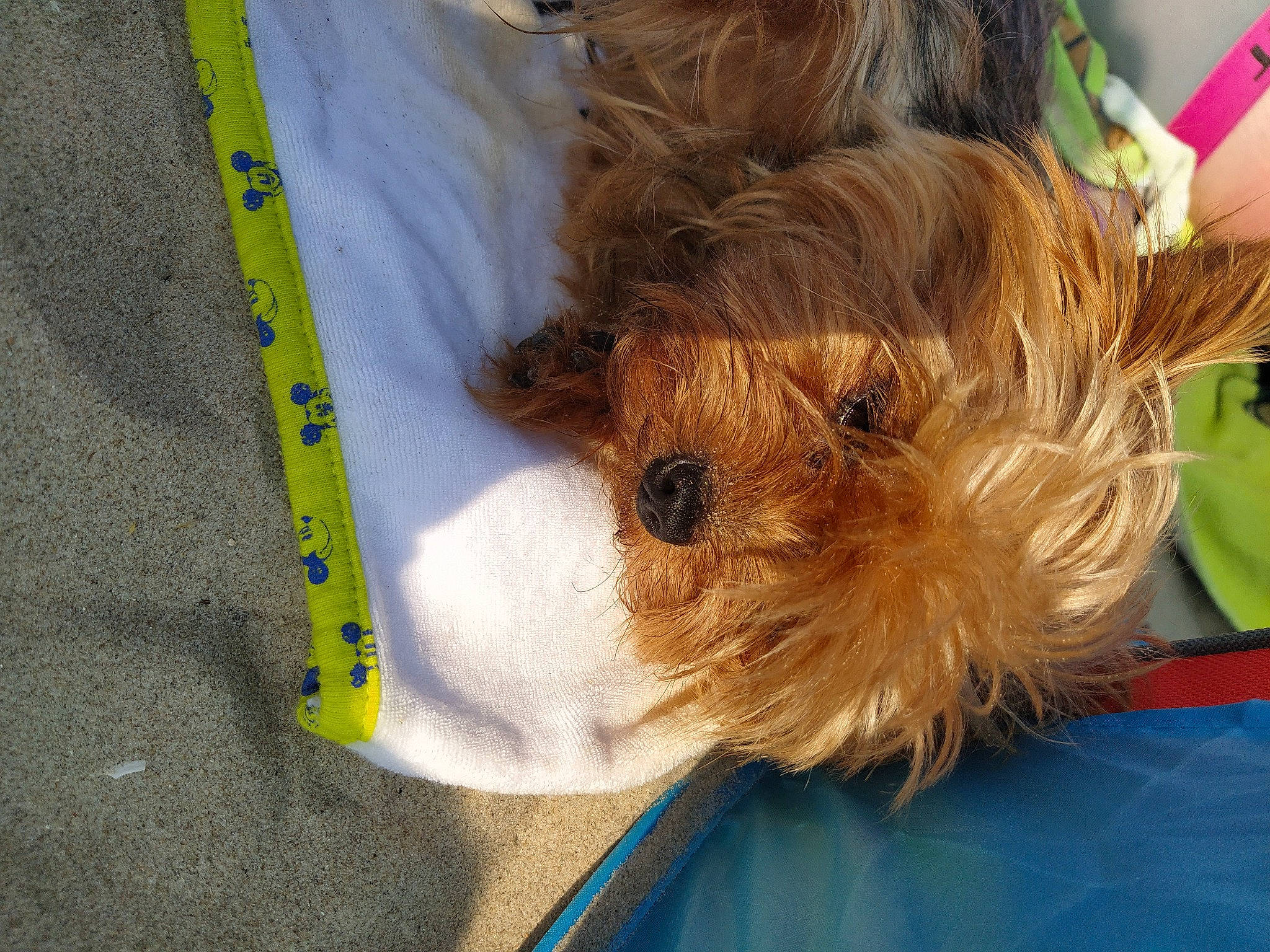 Madison participe au concours pour gagner de l'argent avec cette photo : canidae, carnivore, companion_dog, dog, dog_breed, fawn, maltepoo, puppy, rare_breed_dog, schnoodle, shih_tzu, sporting_lucas_terrier, toy_dog, yorkshire_terrier