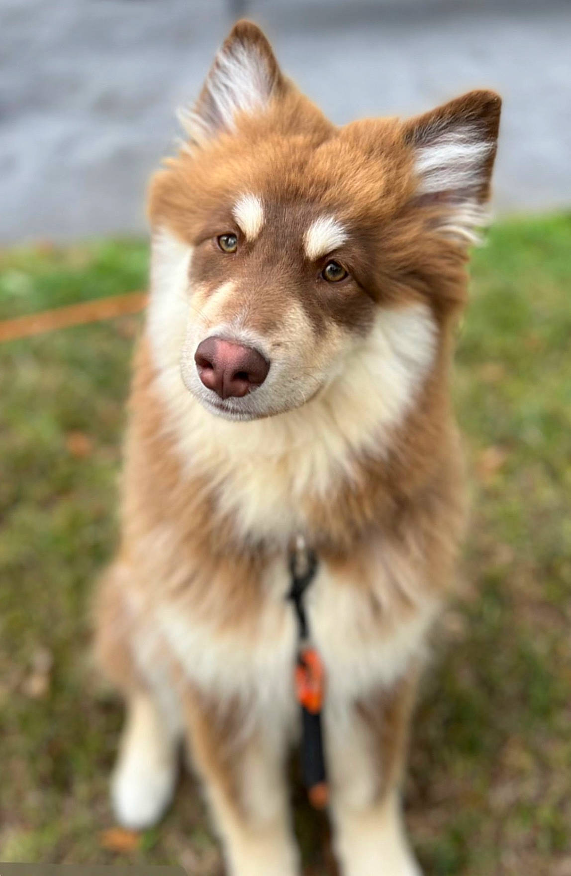 Pablo a rejoint le concours — aidez-le/la à gagner de superbes lots ! canidae, canis, carnivore, collar, companion_dog, dog, dog_breed, dog_collar, fawn, fur, german_spitz_mittel, grass, snout, spitz, sporting_group, terrestrial_animal, tree, whiskers, wildlife, working_animal