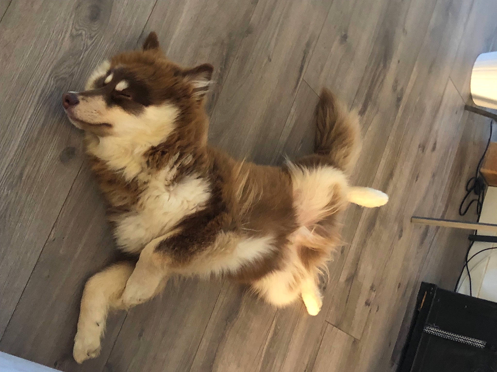 Pablo a rejoint le concours — aidez-le/la à gagner de superbes lots ! ancient_dog_breeds, canis, carnivore, companion_dog, dog, dog_breed, flooring, fur, hardwood, herding_dog, sled_dog, sporting_group, tail, terrestrial_animal, wood, working_animal, working_dog