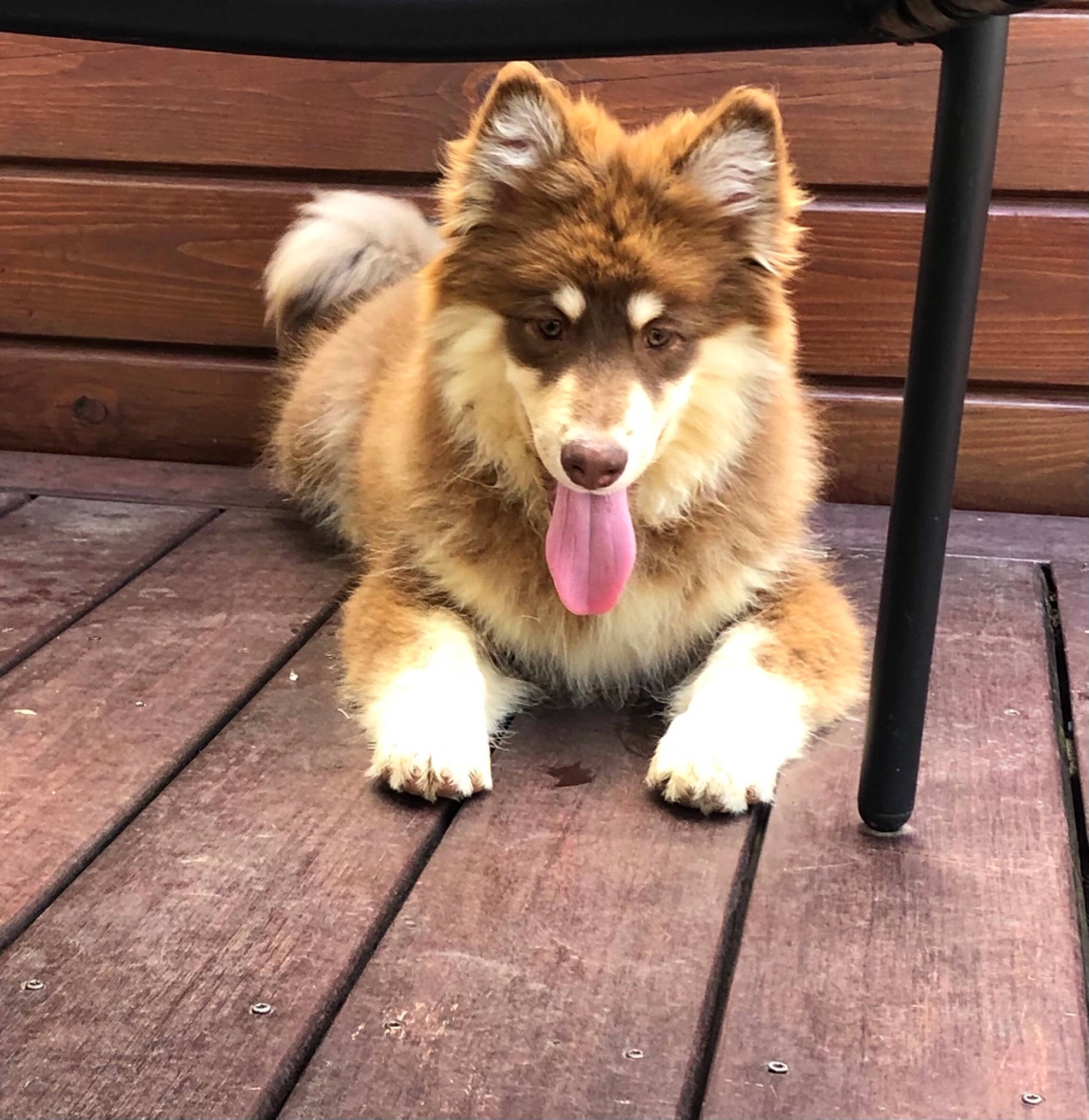 Pablo a rejoint le concours — aidez-le/la à gagner de superbes lots ! canidae, carnivore, collar, collie, companion_dog, dog, dog_breed, fang, fawn, flooring, fur, hardwood, herding_dog, plank, scotch_collie, snout, sporting_group, whiskers, wildlife, wood