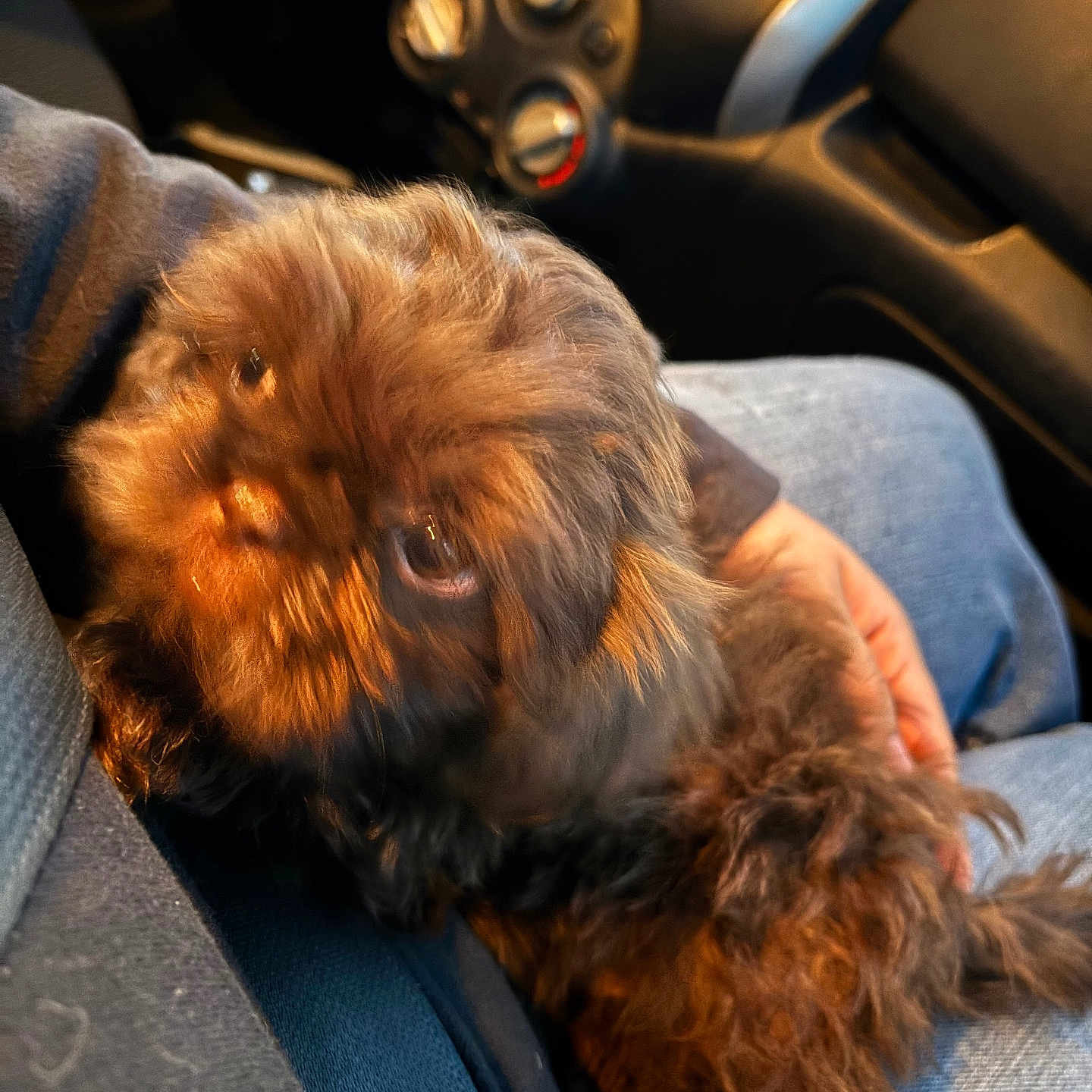 Brownie P Coco is registered to the contest to win money with this photo: dog, brown, fluffy, pet, lap, person, jeans, hand, car, dashboard, interior, seatbelt, sunlight, warm_light, cozy, closeup, fur, companion, cute, animal