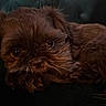 dog, brown, fluffy, pet, lying_down, couch, indoor, close_up, tufted_couch, relaxed, canine, fur, companion, domestic_animal, resting, cute, small_dog, portrait, animal, cozy