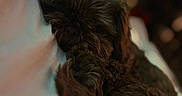 Brownie P Coco joined the competition — help win amazing prizes! animal, blurred_background, calm, closeup, comfort, companion, cozy, cute, dark_fur, dog, fur, indoors, laying_down, pet, relaxation, resting, sleeping, snuggling, soft, warm_lighting