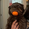 Brownie P Coco is registered to the contest to win money with this photo: dog, brown, fluffy, pet, orange, fruit, mouth, hand, person, indoor, home, door, holding, cute, animal, fur, playful, portrait, small, comedy