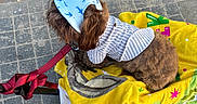 Brownie P Coco joined the competition — help win amazing prizes! dog, brown_dog, striped_shirt, blue_visor, shark_print, yellow_towel, leash, stroller, outdoor, pavement, chain_link_fence, pet, canine, fur, clothing, accessory, resting, sun_protection, walking, side_view