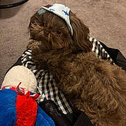 Brownie P Coco joined the competition — help win amazing prizes! dog, brown_dog, cap, plush_toy, checkered_fabric, indoor, carpet, pet, cute, fluffy, toy, relaxed, small_dog, animal, cozy, lying_down, headwear, fabric, playful, companion