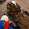 dog, brown_dog, cap, plush_toy, checkered_fabric, indoor, carpet, pet, cute, fluffy, toy, relaxed, small_dog, animal, cozy, lying_down, headwear, fabric, playful, companion