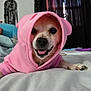 Hercules is registered to the contest to win money with this photo: animal, bed, blanket, canine, close_up, cozy, cute, dog, face, fur, happy, indoor, paws, pet, pink_hoodie, puppy, resting, small_dog, smiling, tongue_out