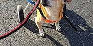 Hercules joined the competition — help win amazing prizes! animal, asphalt, bright, canine, cute, daytime, disability, disabled_pet, dog, four_legs, harness, leash, outdoor, pavement, pet, shadow, small_dog, sunlight, walking_aid, wheelchair