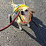 Hercules joined the competition — help win amazing prizes! dog, wheelchair, disability, pet, leash, asphalt, outdoor, sunlight, shadow, small_dog, canine, harness, animal, four_legs, walking_aid, disabled_pet, bright, daytime, pavement, cute