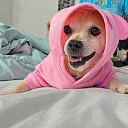 Hercules joined the competition — help win amazing prizes! animal, bed, blanket, canine, casual, cat, cozy, cute, dog, furry, google, hoodie, indoor, logo, person, pet, pink_clothing, resting, smiling, tshirt