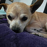 Hercules joined the competition — help win amazing prizes! dog, small_dog, close_up, lying_down, blanket, purple_blanket, indoor, pet, fur, ears, nose, paw, relaxed, resting, cute, animal, canine, companion, sleepy, cozy
