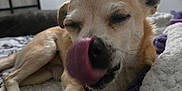 Hercules is registered to the contest to win money with this photo: dog, tongue, close_up, blanket, resting, indoor, cozy, small_dog, sleepy, furry, pet, cute, animal, bed, relaxed, ears, nose, fur, comfort, home