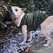 Hercules is registered to the contest to win money with this photo: dog, small_dog, jacket, green_jacket, outdoor, winter, snow, bushes, curious, canine, pet, nature, cold_weather, walking_path, fur, tail, sniffing, animal, leaf_litter, pavement