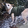 Hercules is registered to the contest to win money with this photo: animal, bushes, canine, cold_weather, curious, dog, fur, green_jacket, jacket, leaf_litter, nature, outdoor, pavement, pet, small_dog, sniffing, snow, tail, walking_path, winter