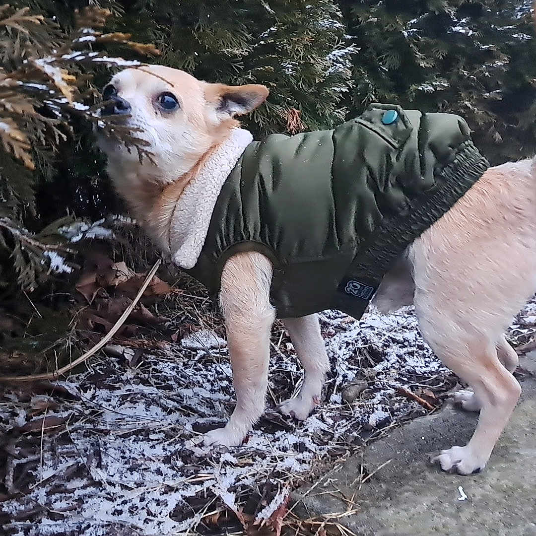 Hercules is registered to the contest to win money with this photo: animal, bushes, canine, cold_weather, curious, dog, fur, green_jacket, jacket, leaf_litter, nature, outdoor, pavement, pet, small_dog, sniffing, snow, tail, walking_path, winter